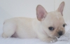 Adorable French bulldog pups